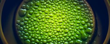 biomateriali