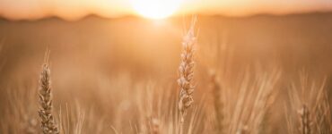 campi di grano